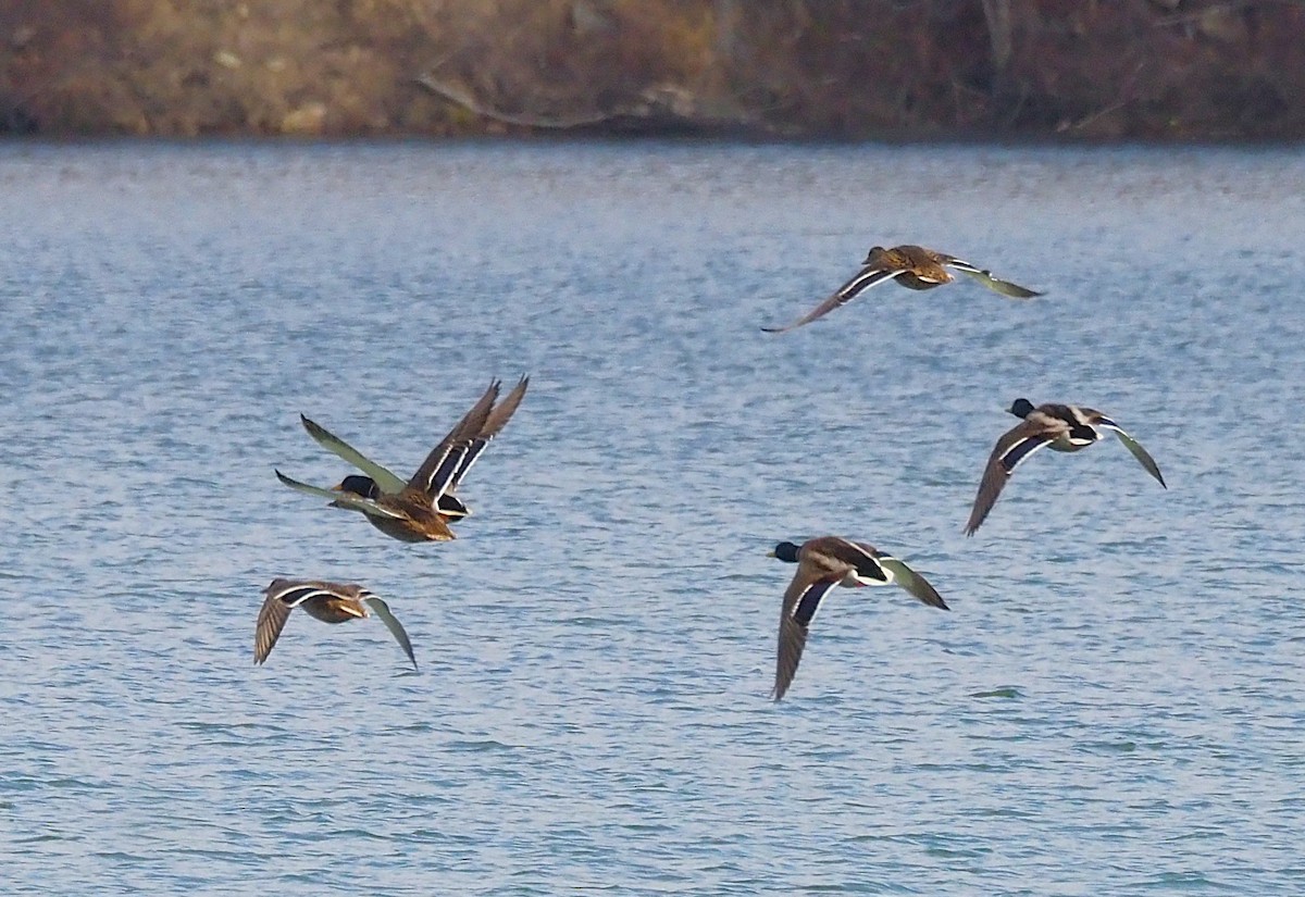 Mallard - ML645694133