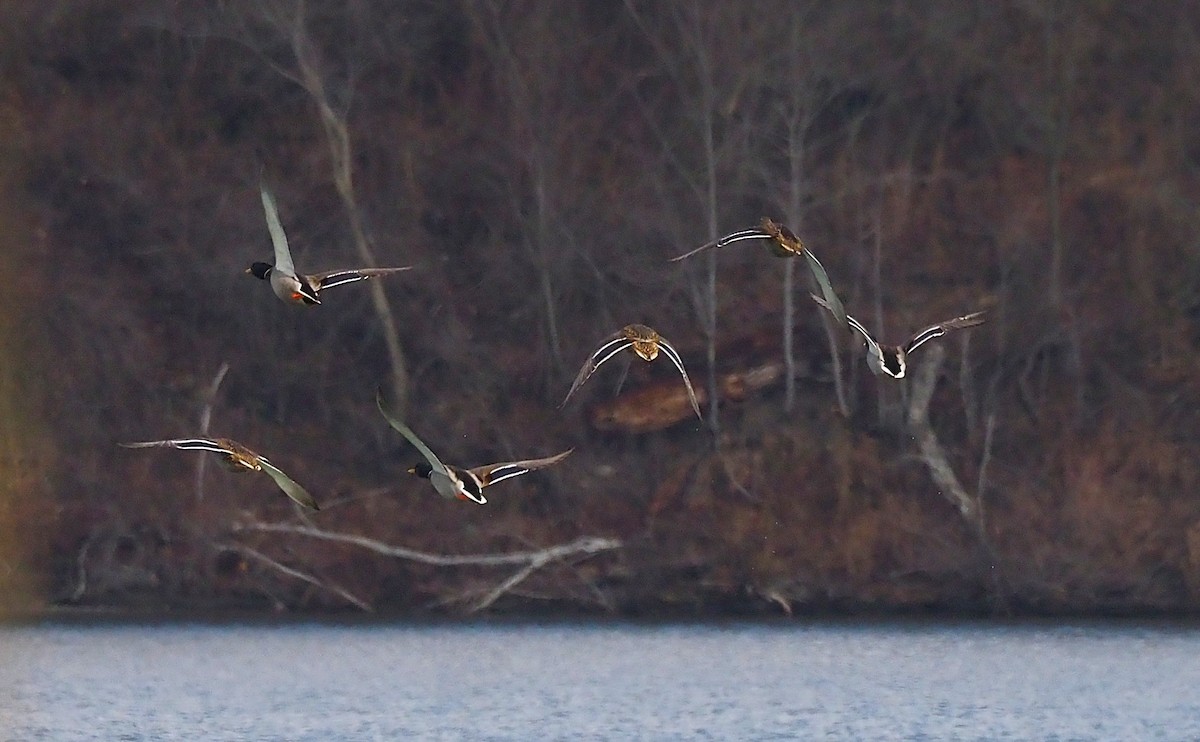 Mallard - ML645694134