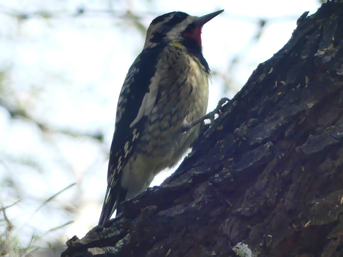 Yellow-bellied Sapsucker - ML645694136