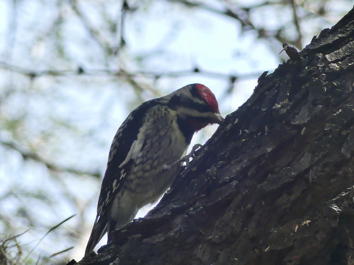 Yellow-bellied Sapsucker - ML645694137