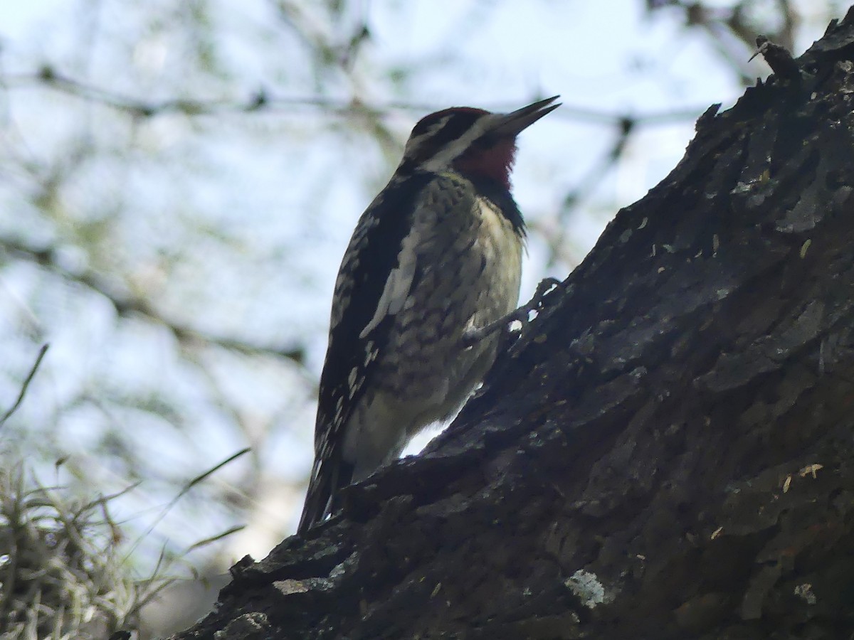 Yellow-bellied Sapsucker - ML645694138