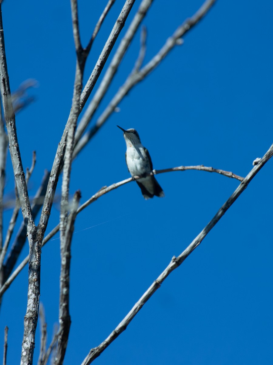 Ruby-throated Hummingbird - ML645694143