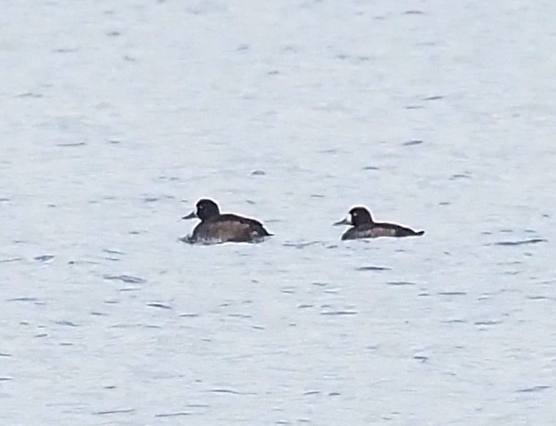 Greater Scaup - ML645694144