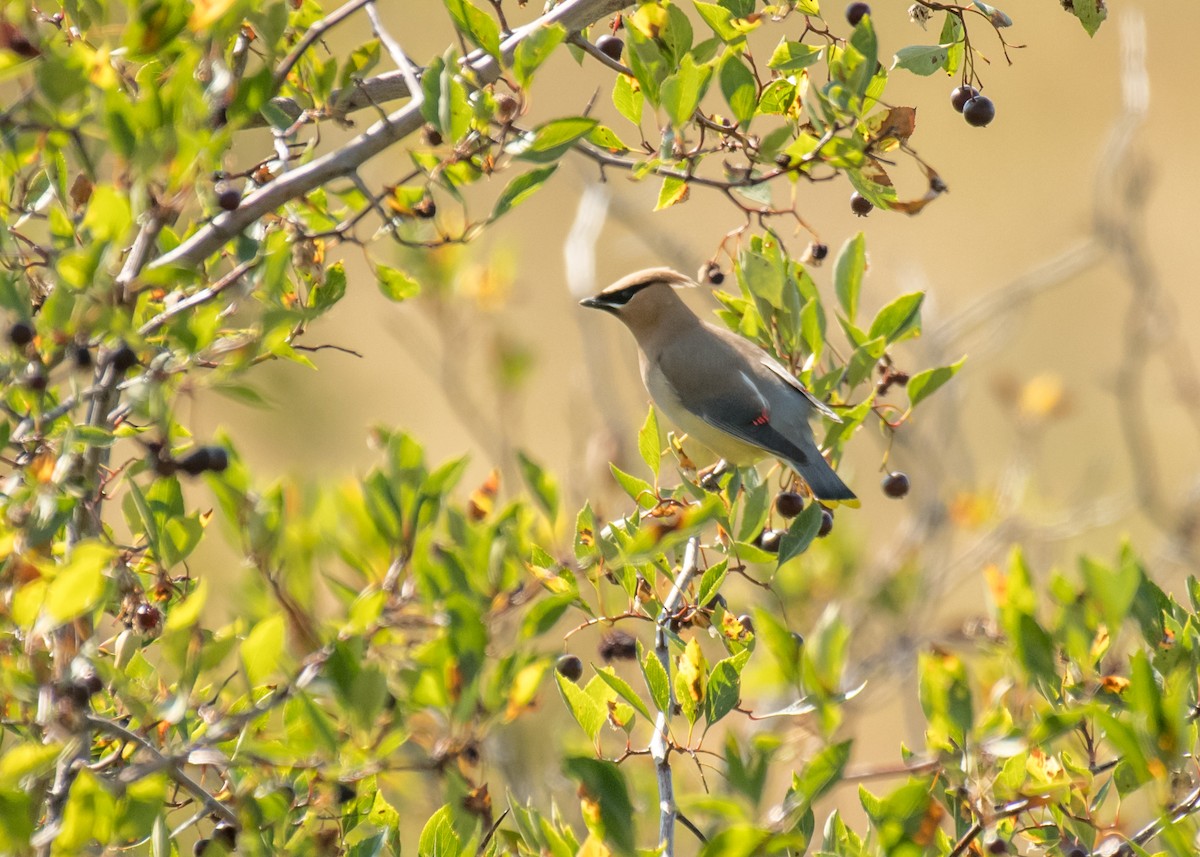 Cedar Waxwing - ML645694174