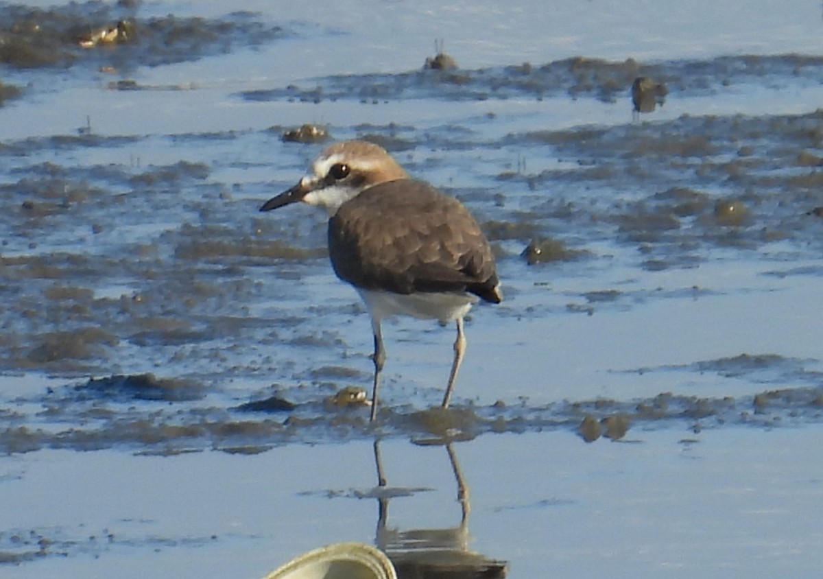 Kentish Plover - ML645694187