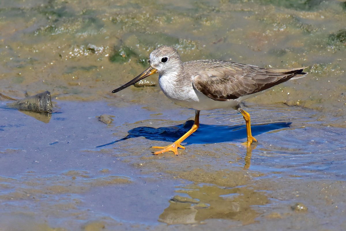 Terek Sandpiper - ML645694189