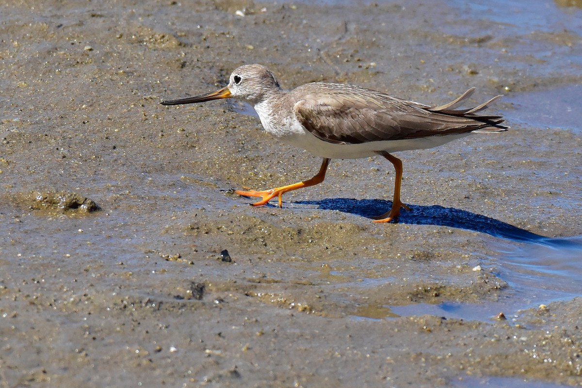 Terek Sandpiper - ML645694190