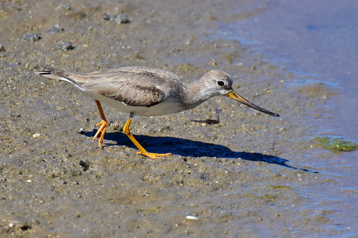 Terek Sandpiper - ML645694191