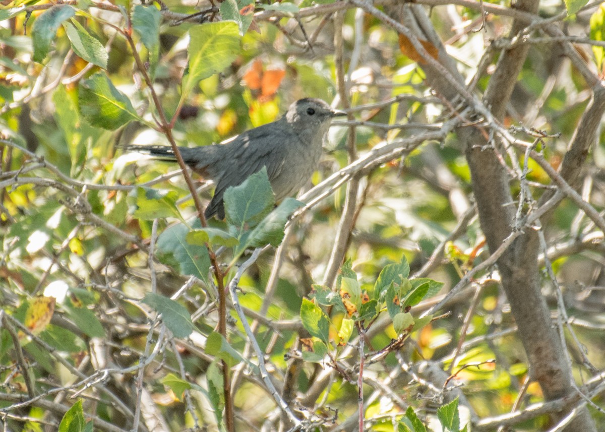 Gray Catbird - ML645694192