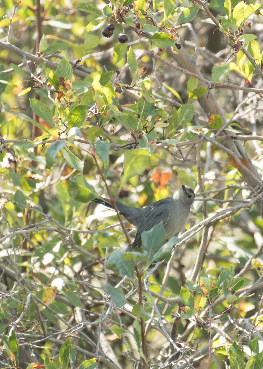 Gray Catbird - ML645694193