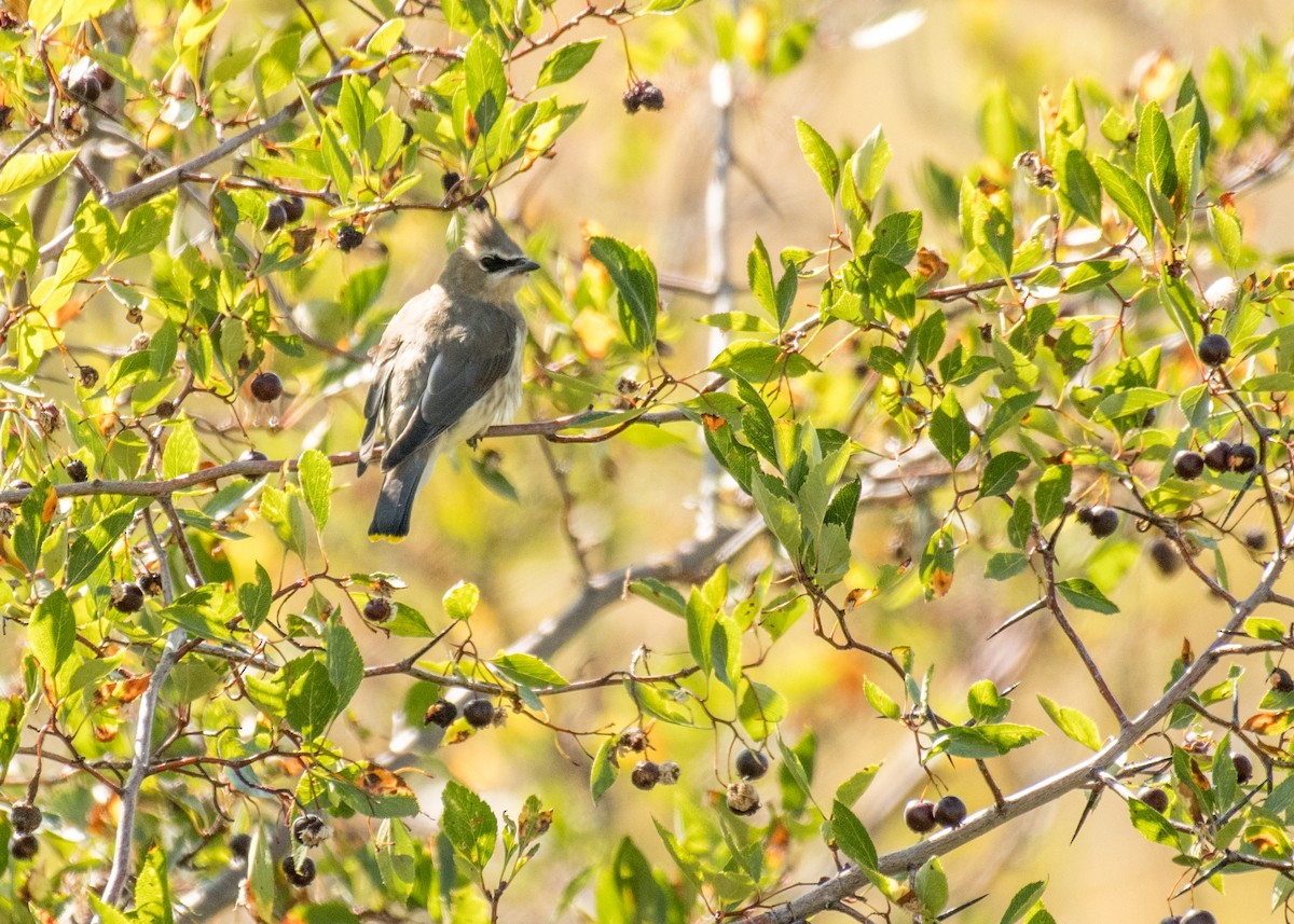 Cedar Waxwing - ML645694199