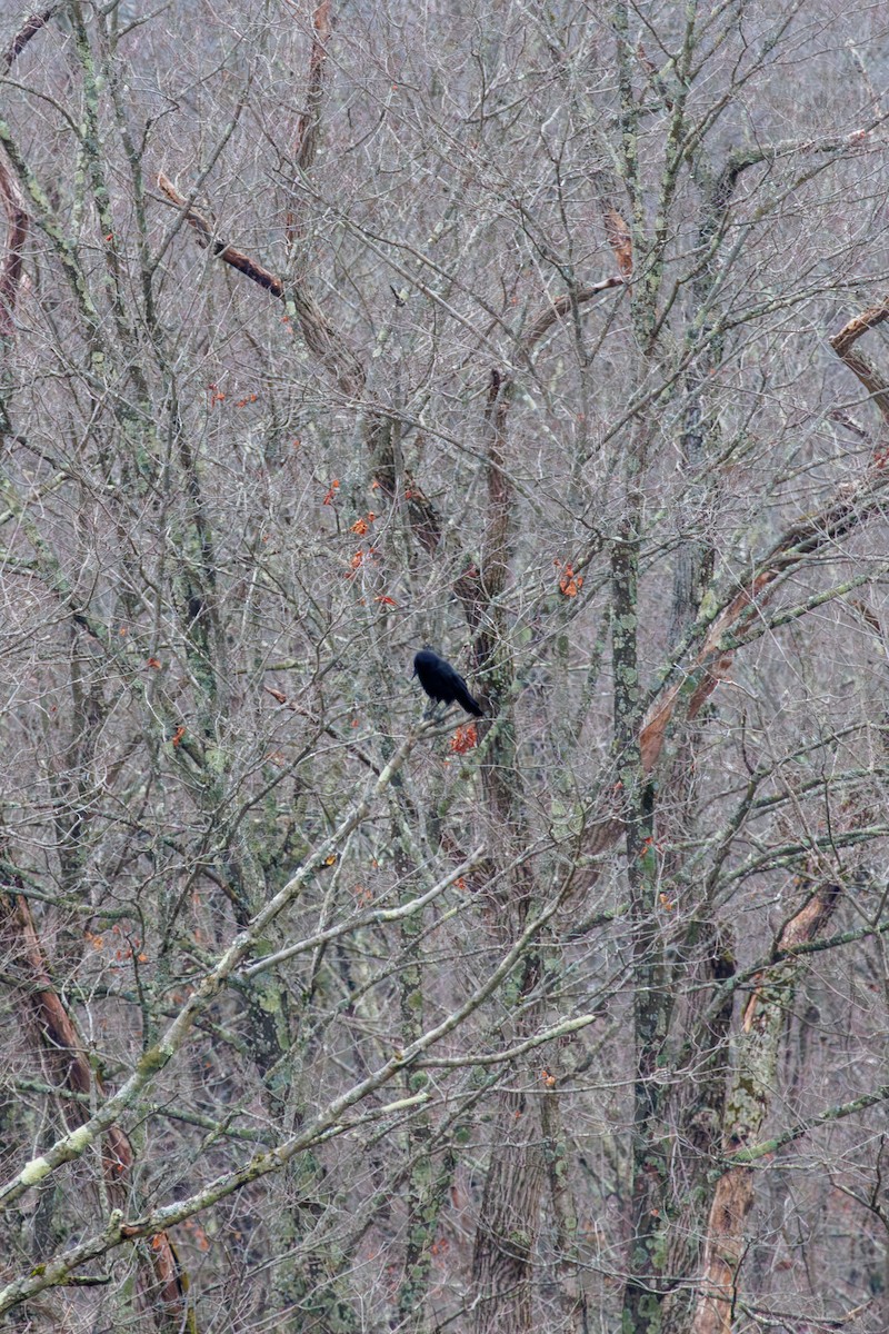 American Crow - ML645694200