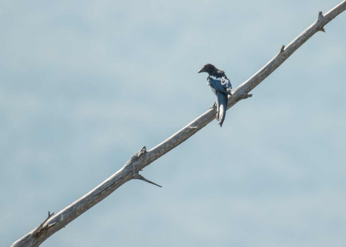 Black-billed Magpie - ML645694202