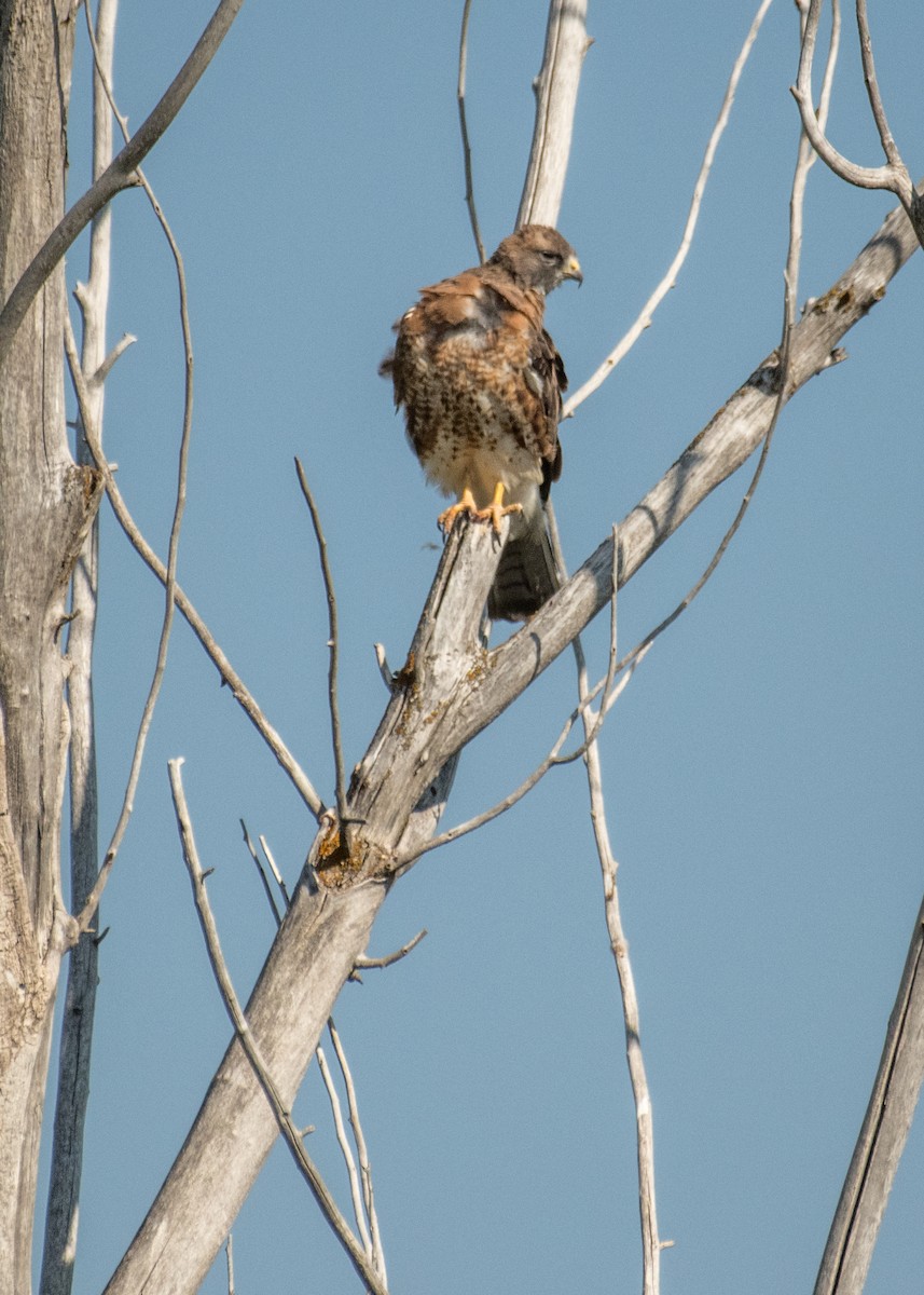 Swainson's Hawk - ML645694205