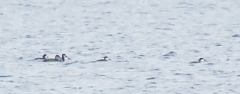 kobberand - ML645694213