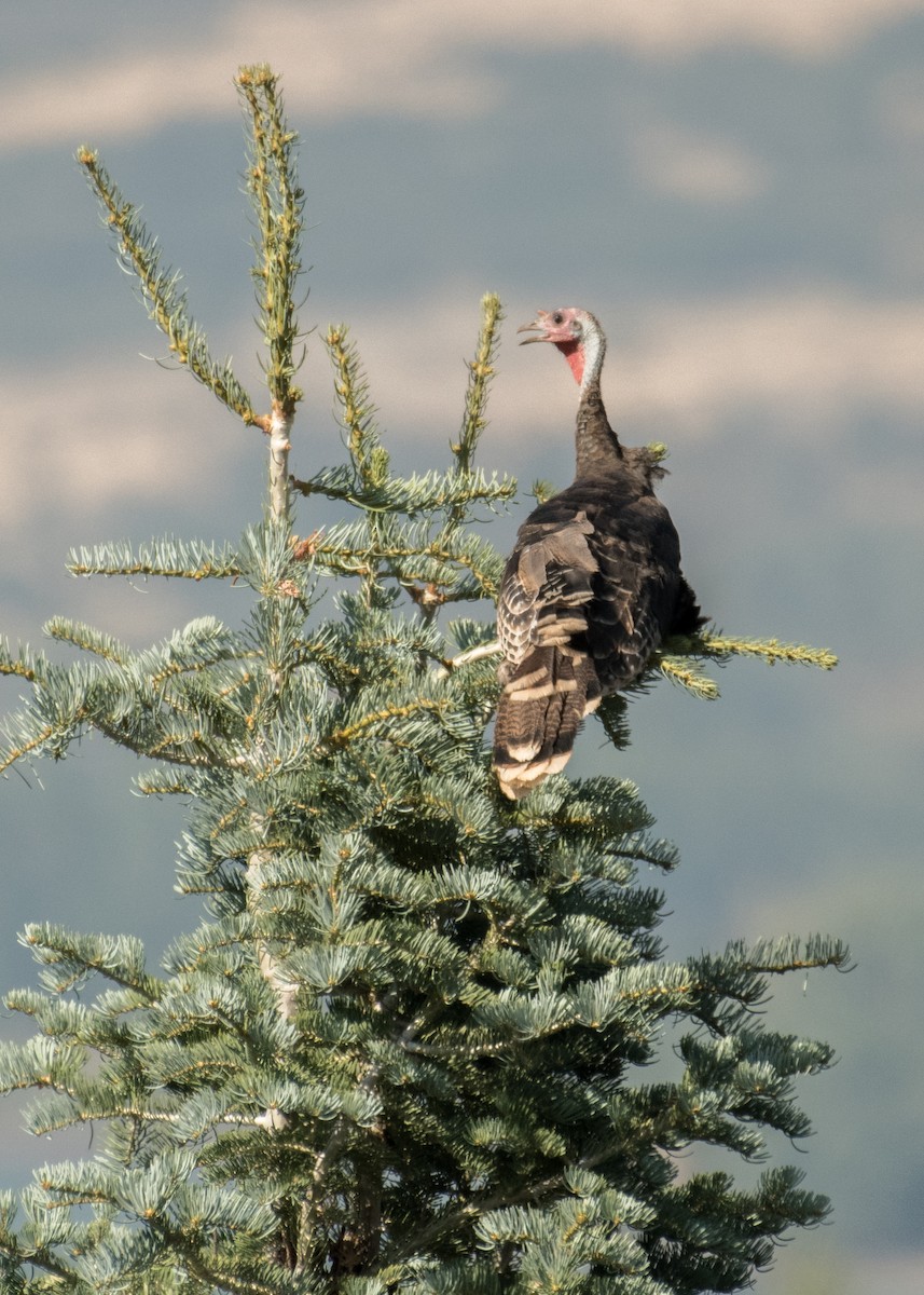 Tacchino selvatico - ML645694215