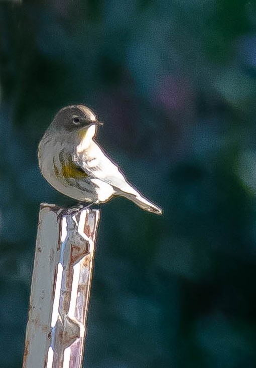 Yellow-rumped Warbler - ML645694244