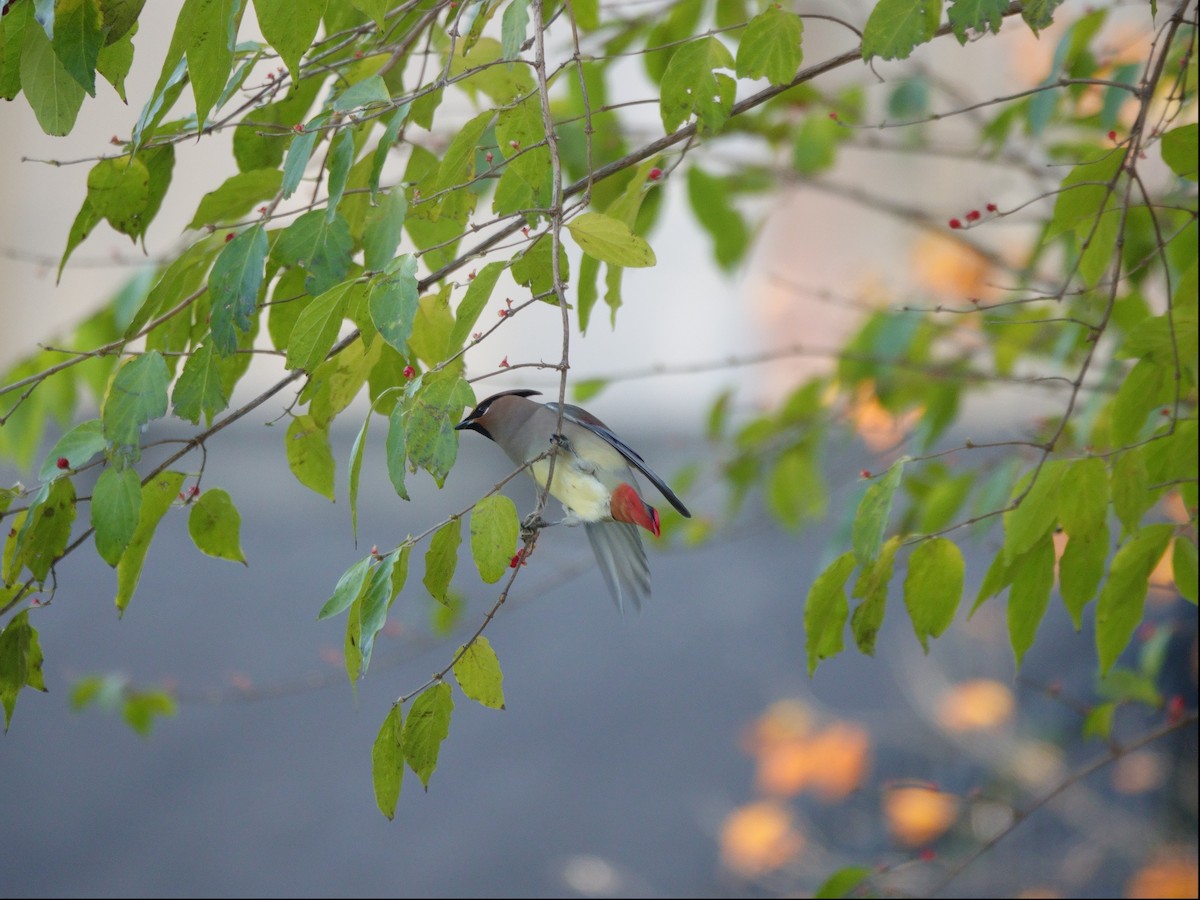 Japanese Waxwing - ML645694267