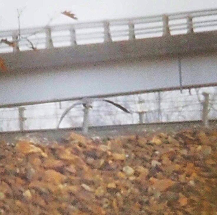 Great Blue Heron - ML645694270