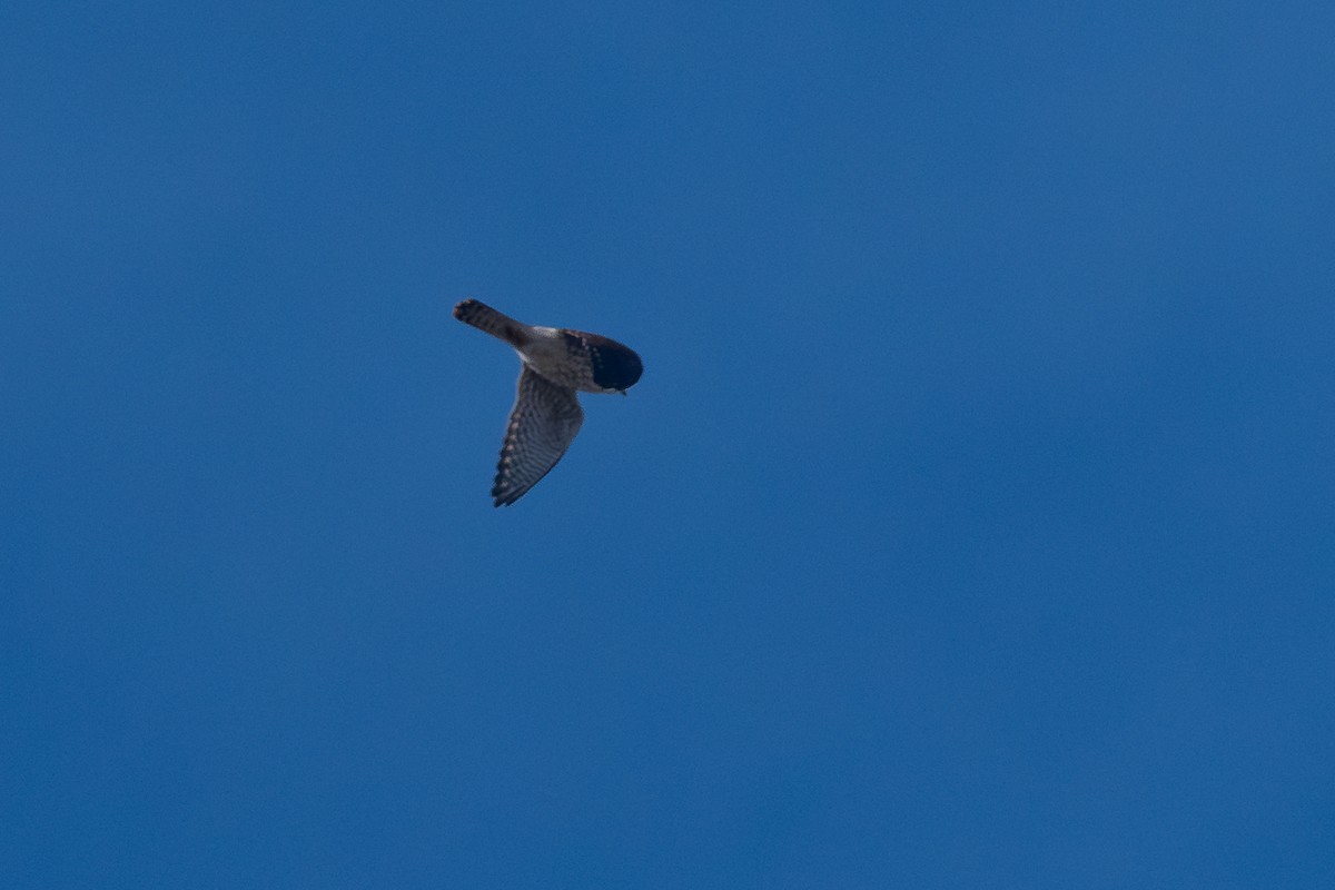 American Kestrel - ML645694303