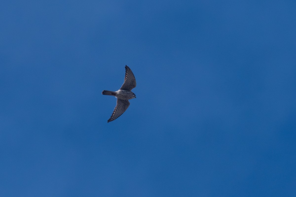 American Kestrel - ML645694304