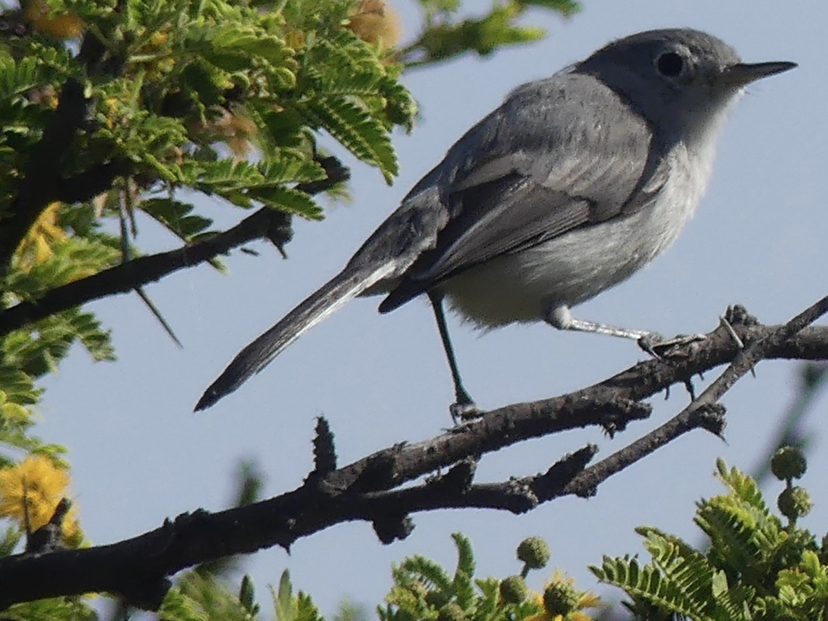 Голубая комароловка - ML645694305