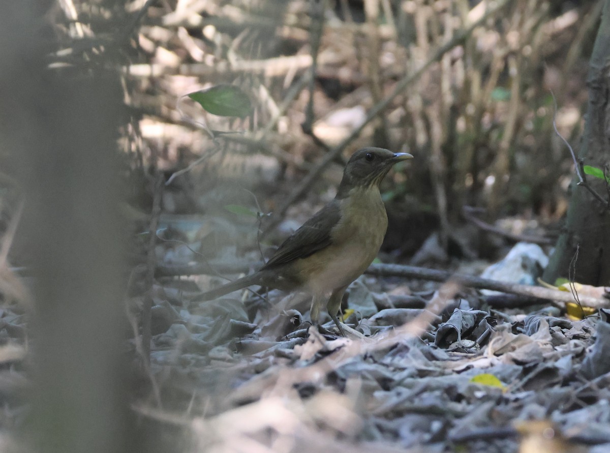 Merle fauve - ML645694306