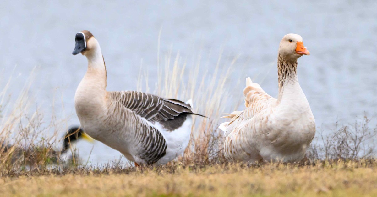 Ánsar Cisnal (variedad doméstica) - ML645694307