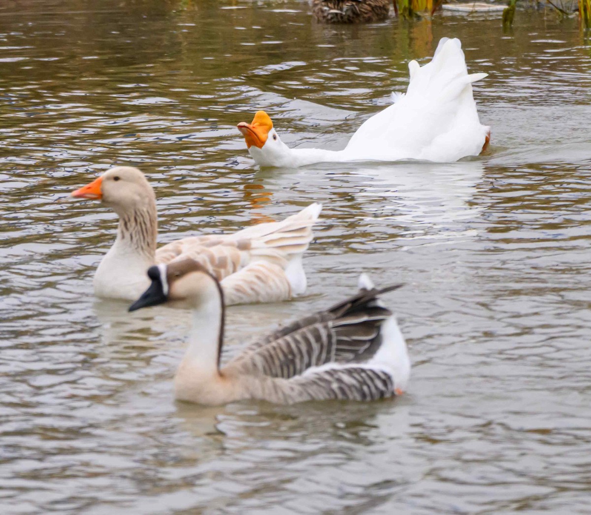 Ánsar Cisnal (variedad doméstica) - ML645694308