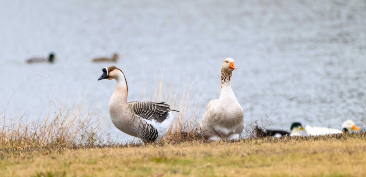 Mallard (Domestic type) - ML645694311