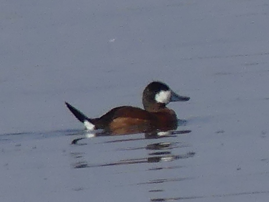 kobberand - ML645694315