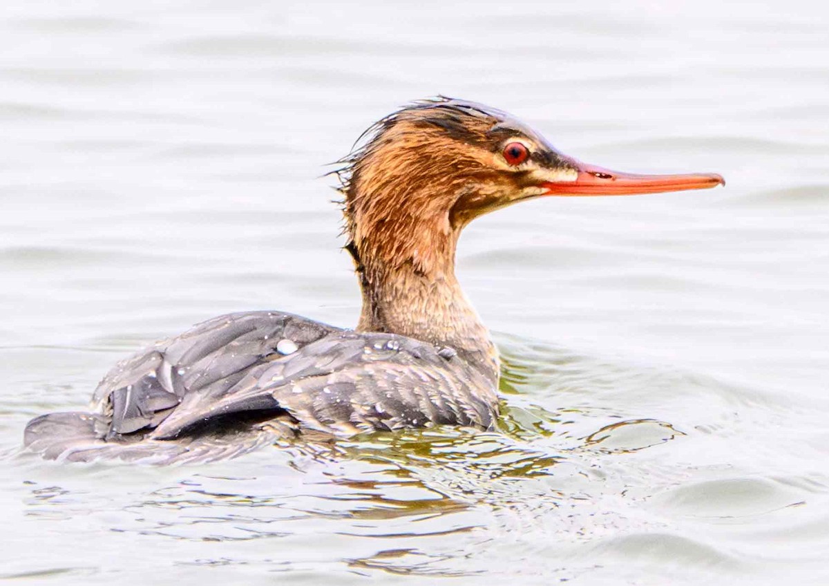 Red-breasted Merganser - ML645694323