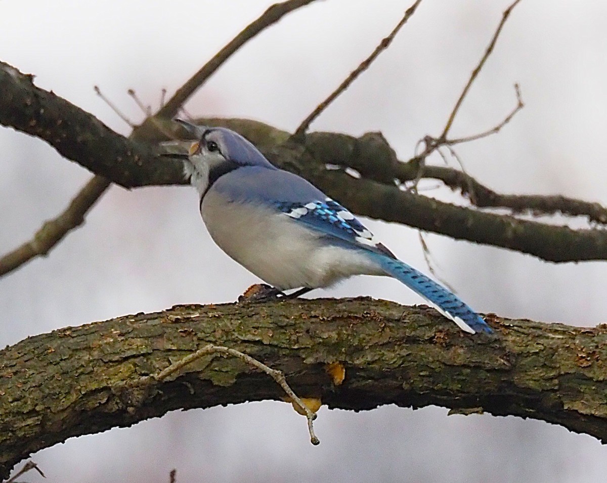 Blue Jay - ML645694328
