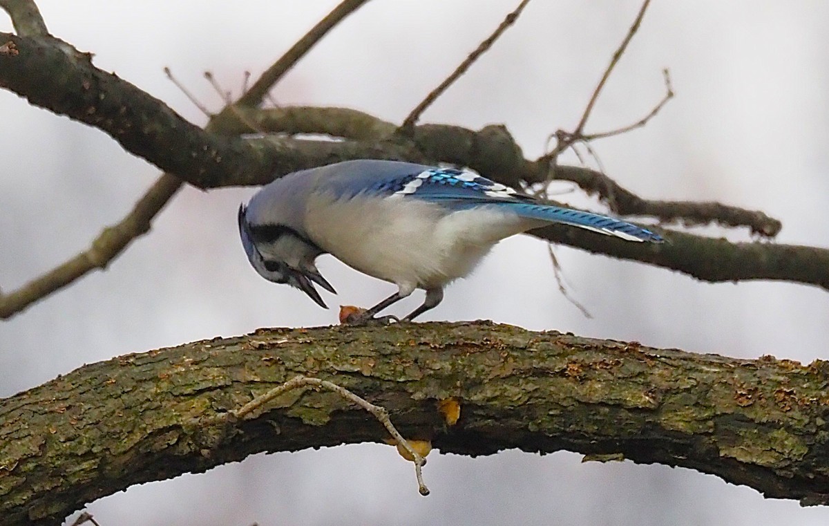 Blue Jay - ML645694329