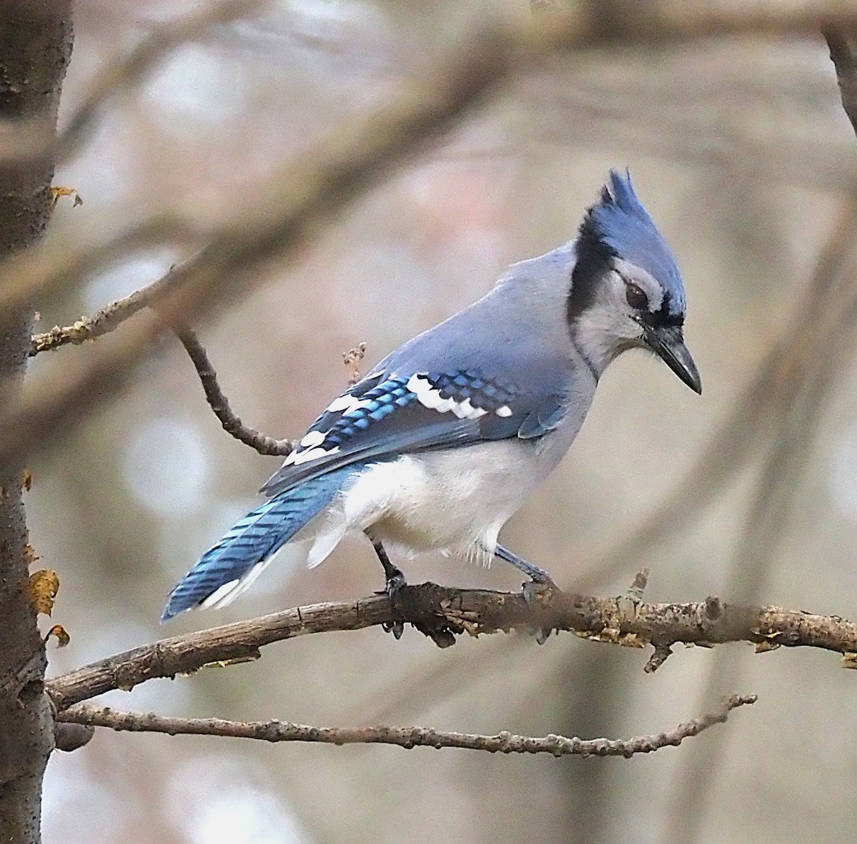 Blue Jay - ML645694331
