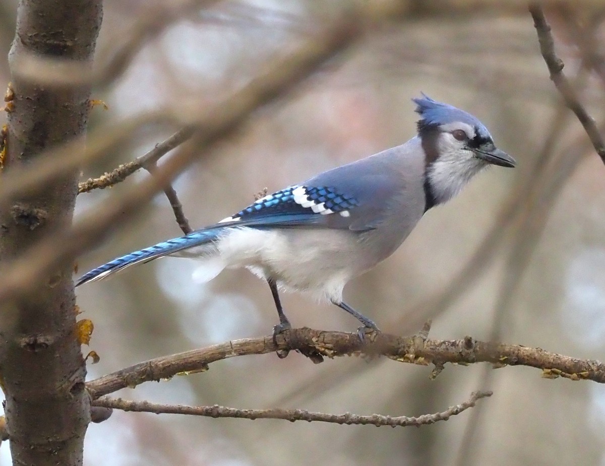 Blue Jay - ML645694332