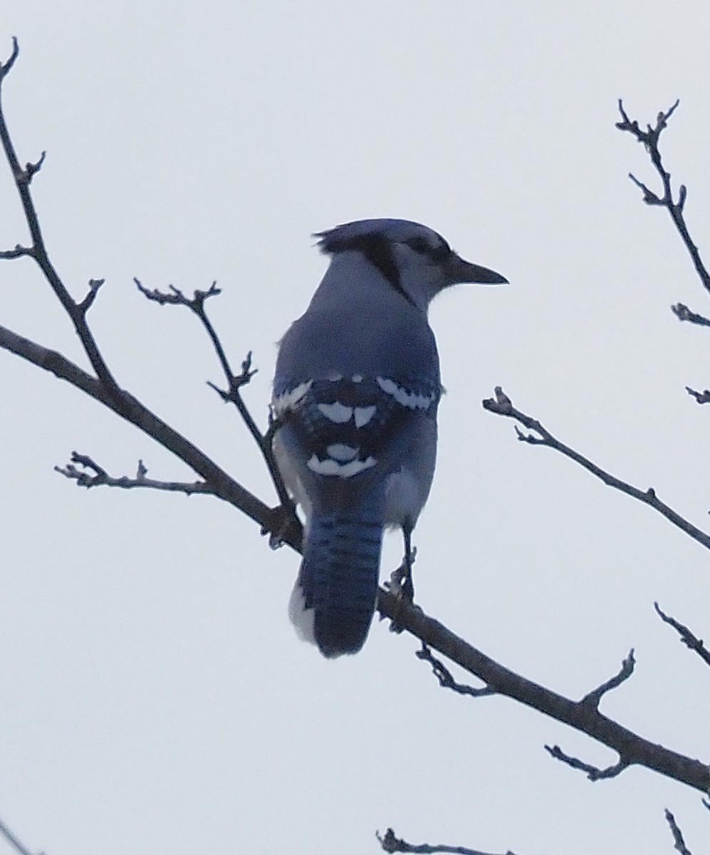 Blue Jay - ML645694333