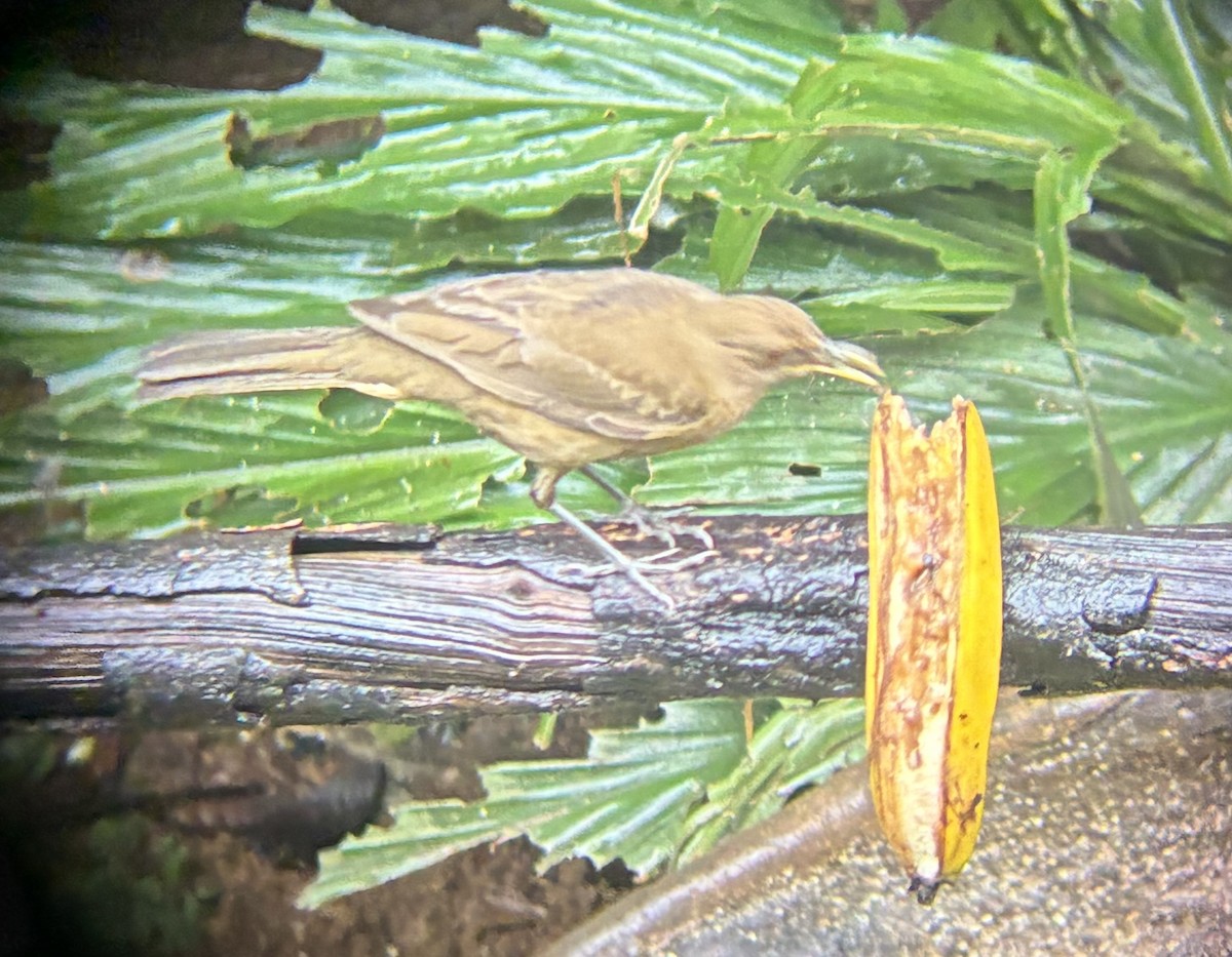 Merle fauve - ML645694334