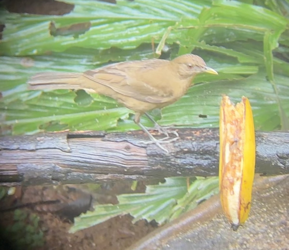 Merle fauve - ML645694335