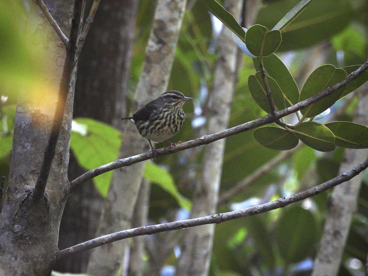 Northern Waterthrush - ML645694336