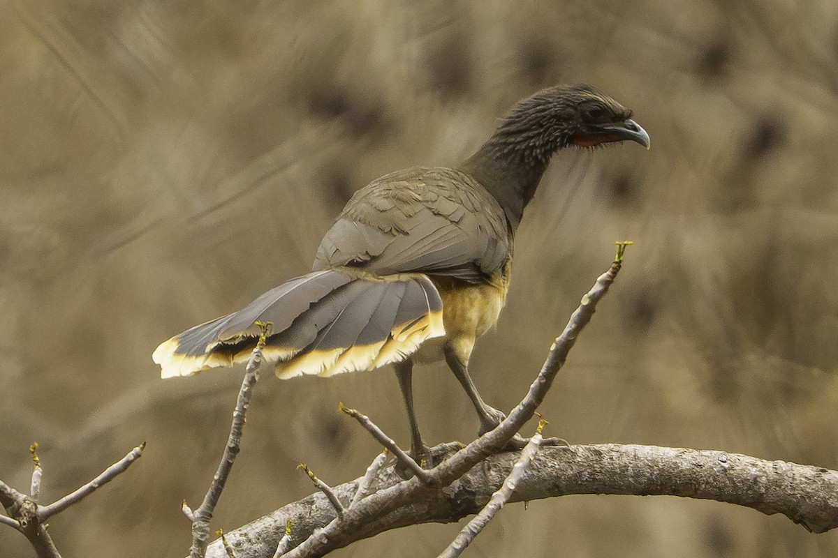 West Mexican Chachalaca - ML645694338