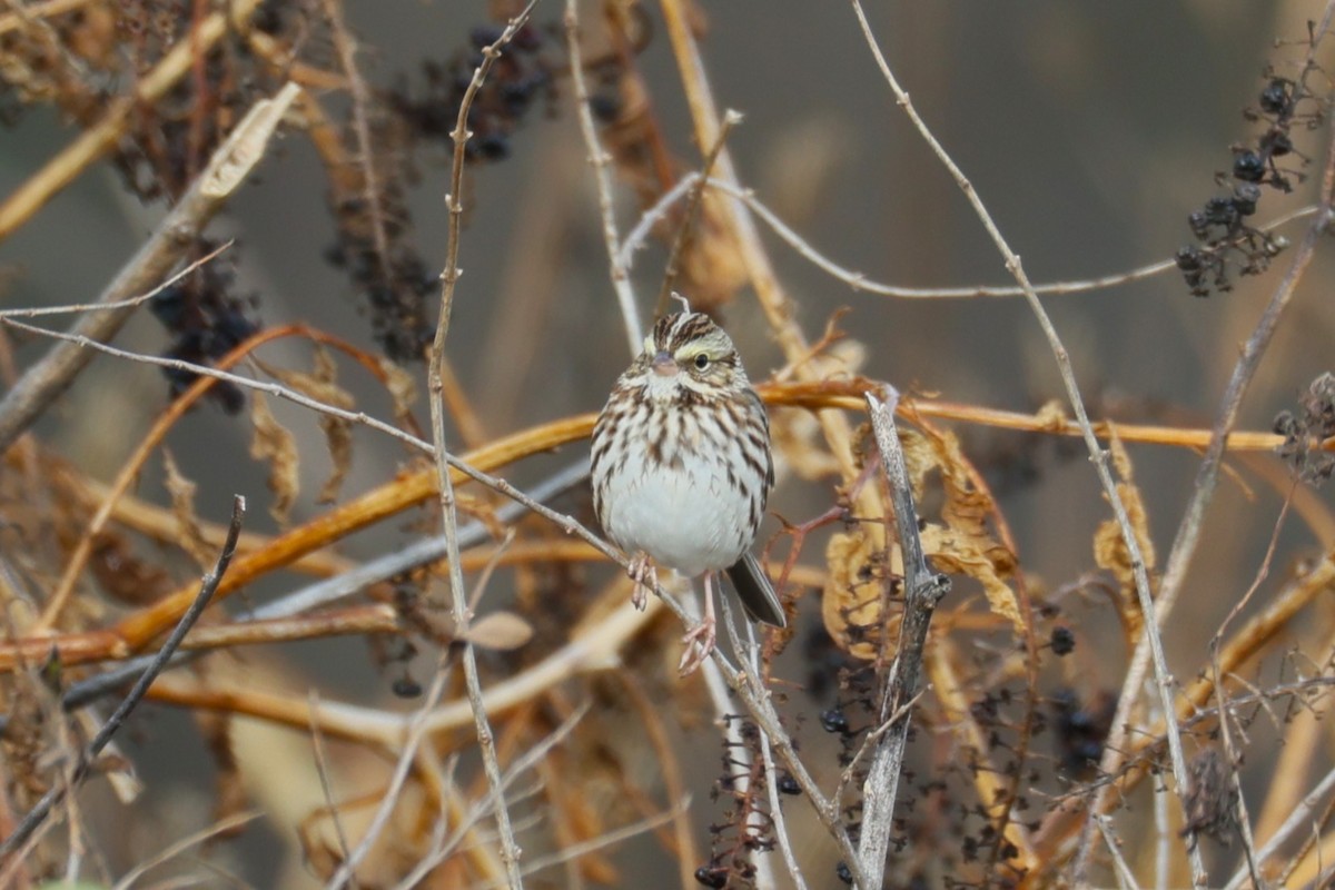 Savannah Sparrow - ML645694347