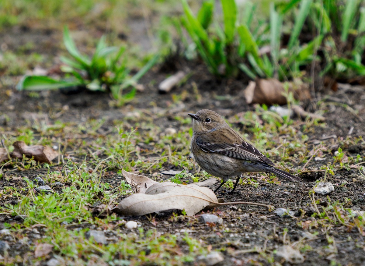 Yellow-rumped Warbler - ML645694348