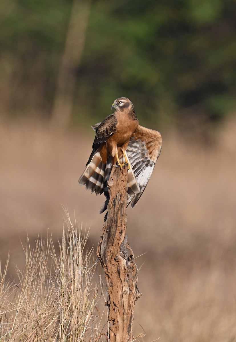 Montagu's Harrier - ML645694349