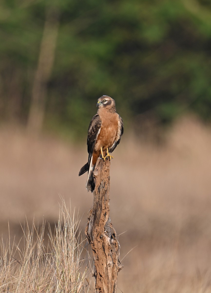 Montagu's Harrier - ML645694350