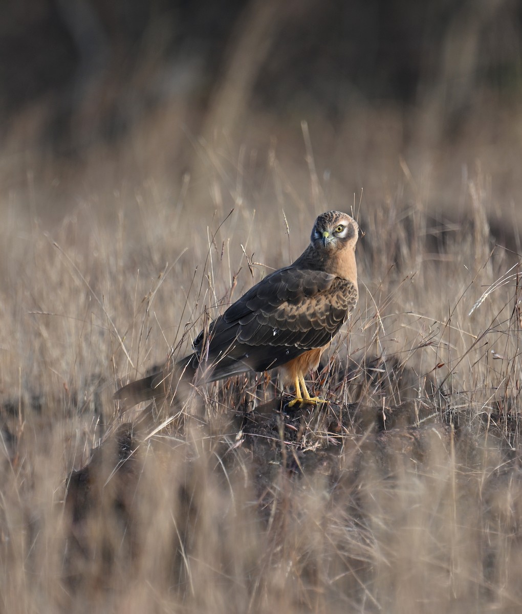 Montagu's Harrier - ML645694351