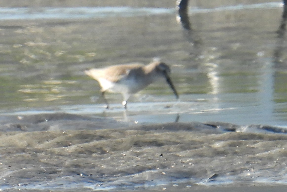 Dunlin - ML645694358