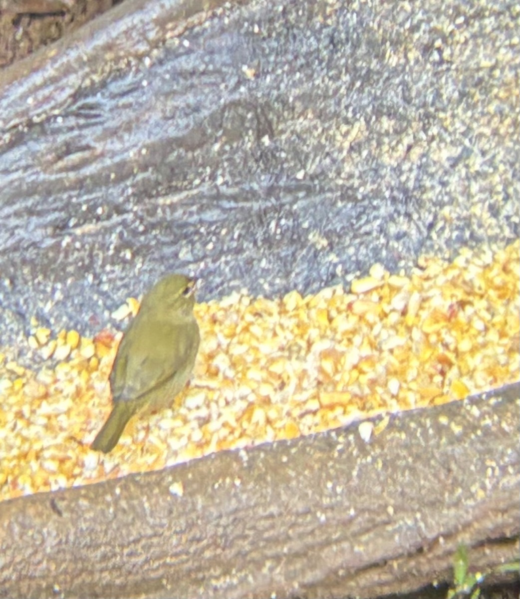 Yellow-faced Grassquit - ML645694360