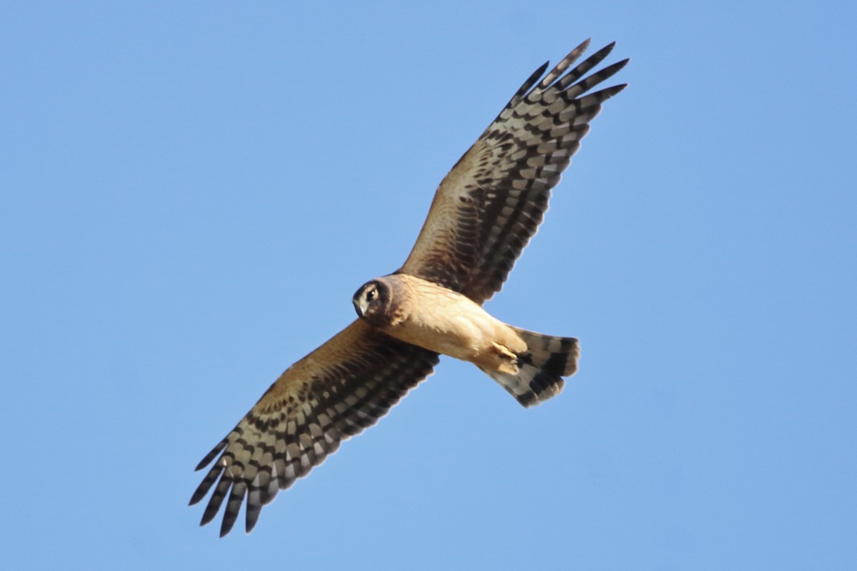 Northern Harrier - ML645694361