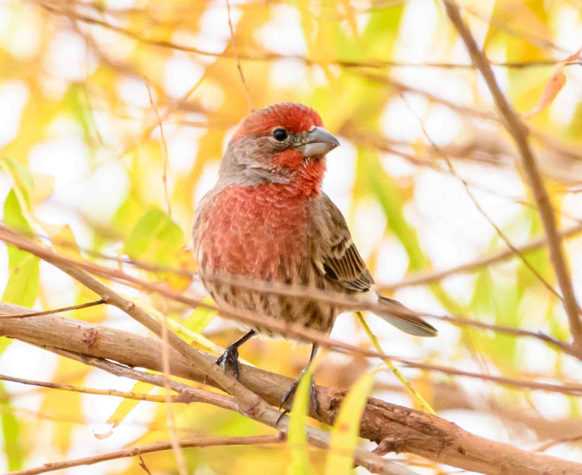 Roselin familier - ML645694362